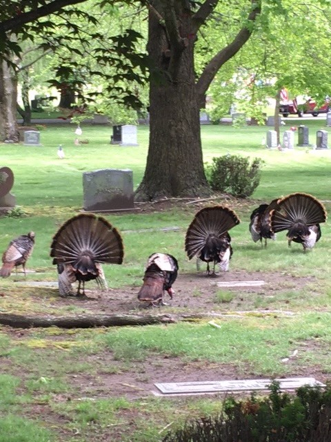 Turkeys displaying in Pawtuxet Memorial Park by Carolyn Hardie